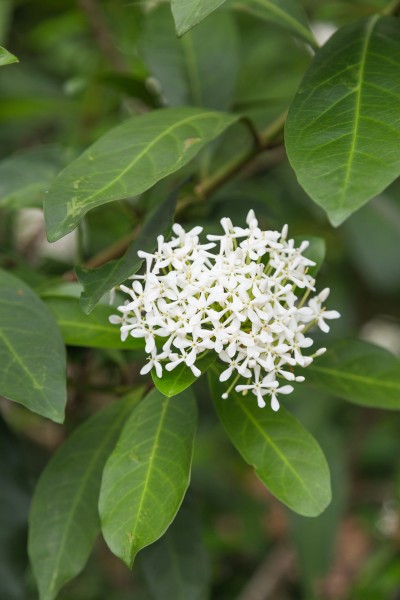 2016 Singapur, Ogrody botaniczne (137)