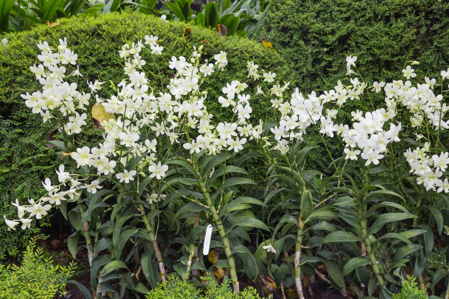 2016 Singapur, Ogrody botaniczne (337)
