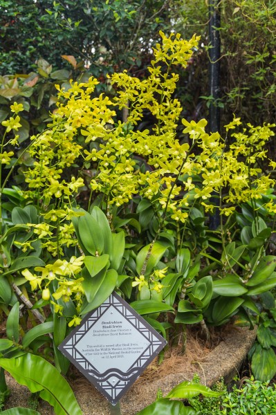 2016 Singapur, Ogrody botaniczne (365)