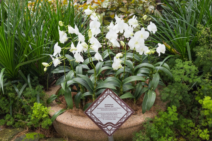 2016 Singapur, Ogrody botaniczne (368)