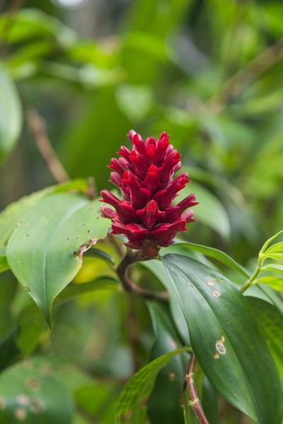 2016 Singapur, Ogrody botaniczne (381)