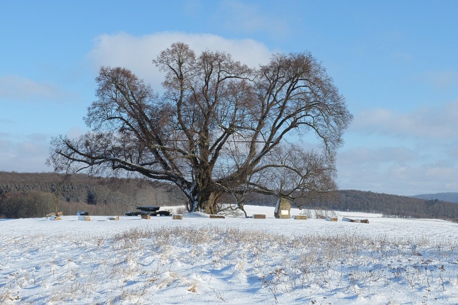 2017-01-16 Sipperhäuser Linde im Winter 02