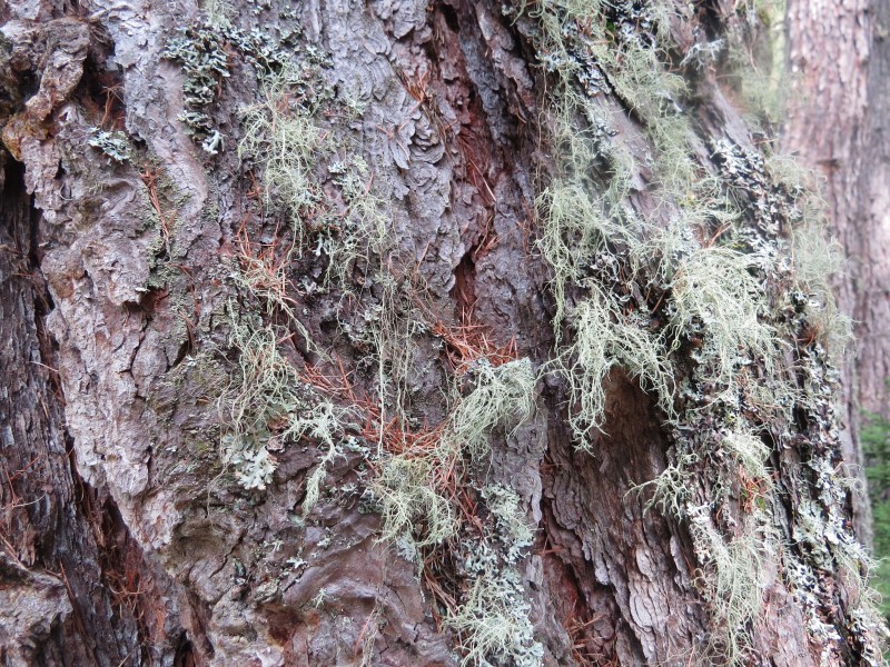 2017-07-15 (153) Unidentified lichens at Zedlacher Paradies