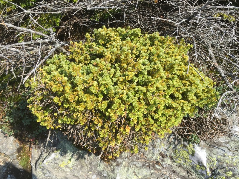 2017-09-11 13 24 32 Dwarf Balsam Fir along the Long Trail between the Nose and the Chin of Mount Mansfield within Mount Mansfield State Forest in Underhill, Chittenden County, Vermont