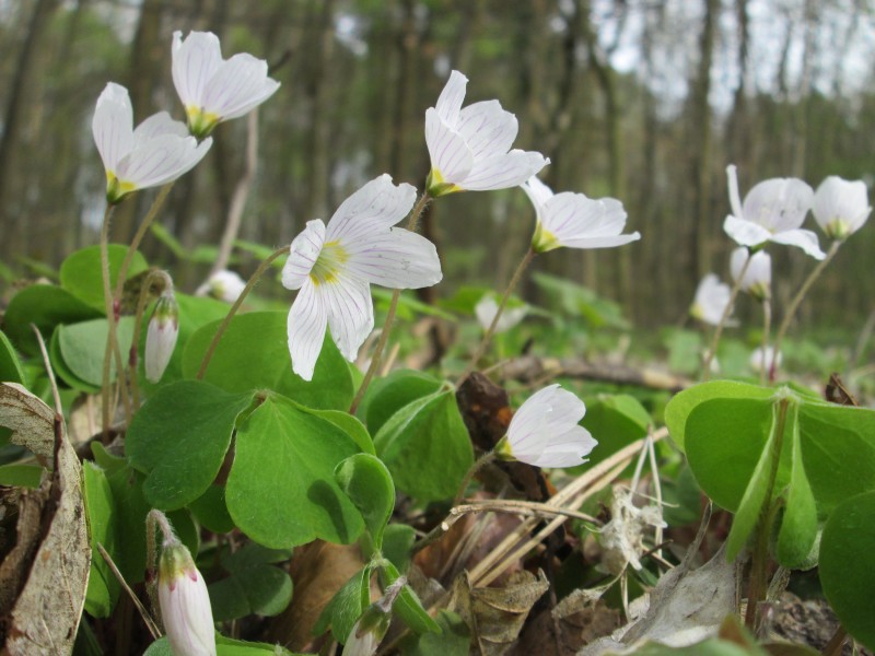 20180414Oxalis acetosella5