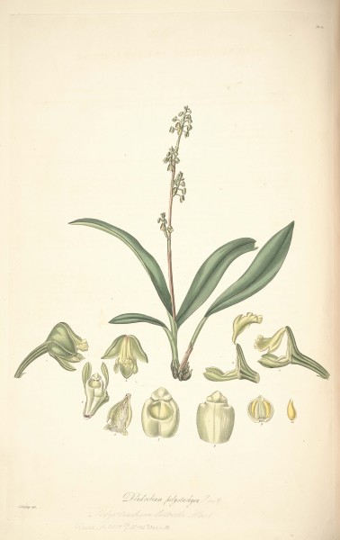 20 Dendrobium polystachyon - John Lindley - Collectanea botanica (1821)