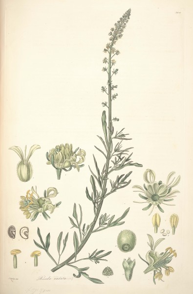 22 Reseda mediterranea - John Lindley - Collectanea botanica (1821)