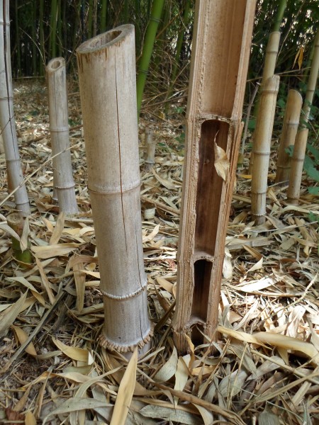 2336 - bamboo - Alain Van den Hende 17072336 Licence CC BY-SA-4.0
