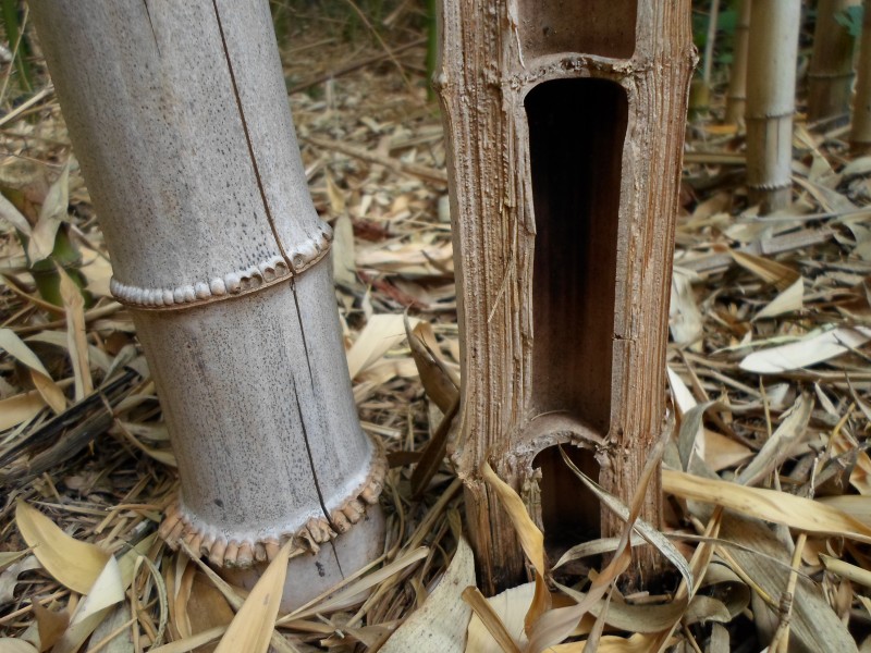 2339 - bamboo - Alain Van den Hende 17072339 Licence CC BY-SA-4.0
