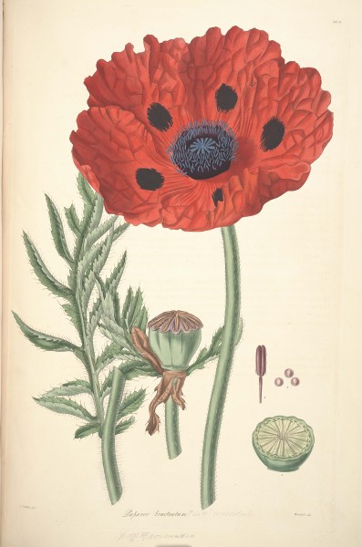 23 Papaver bracteatum - John Lindley - Collectanea botanica (1821)