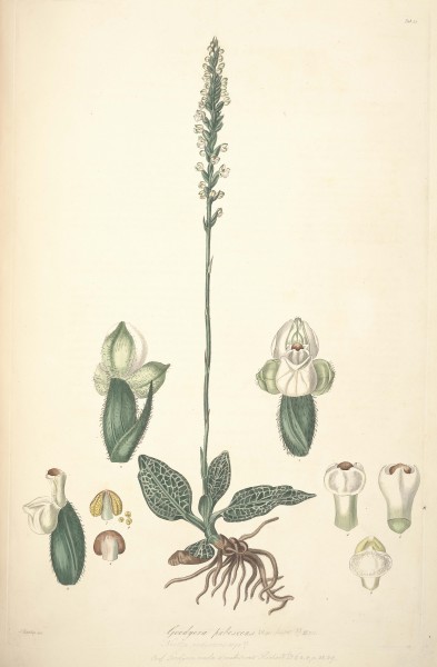 25 Goodyera pubescens - John Lindley - Collectanea botanica (1821)