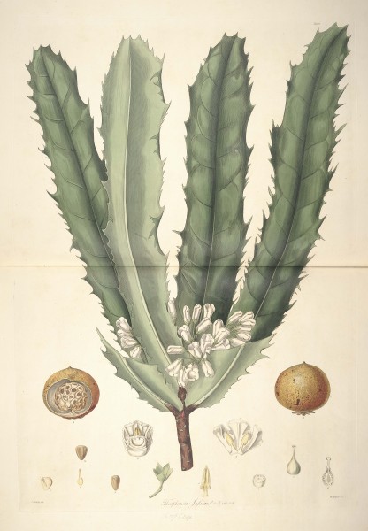 26 Theophrasta jussieui - John Lindley - Collectanea botanica (1821)