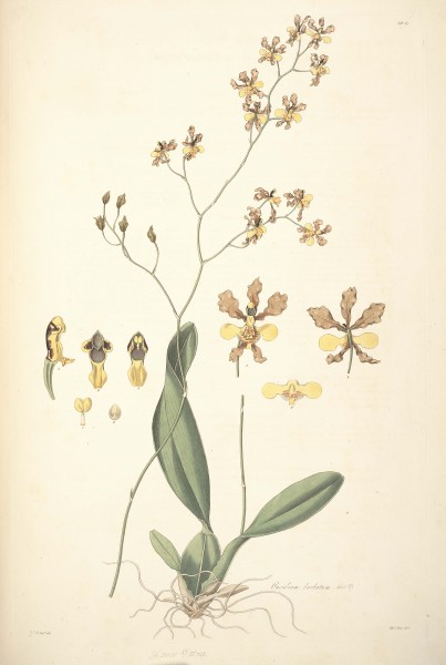 27 Oncidium barbatum - John Lindley - Collectanea botanica (1821)