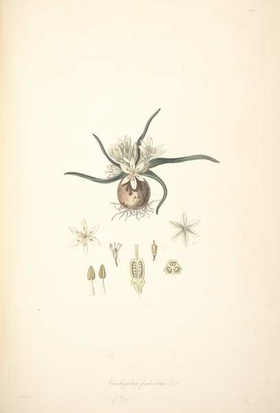 28 Ornithogalum fimbriatum - John Lindley - Collectanea botanica (1821)