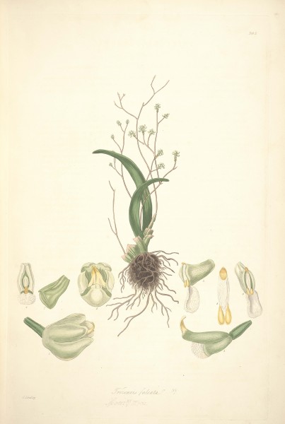 2 Trizeuxis falcata - John Lindley - Collectanea botanica (1821)