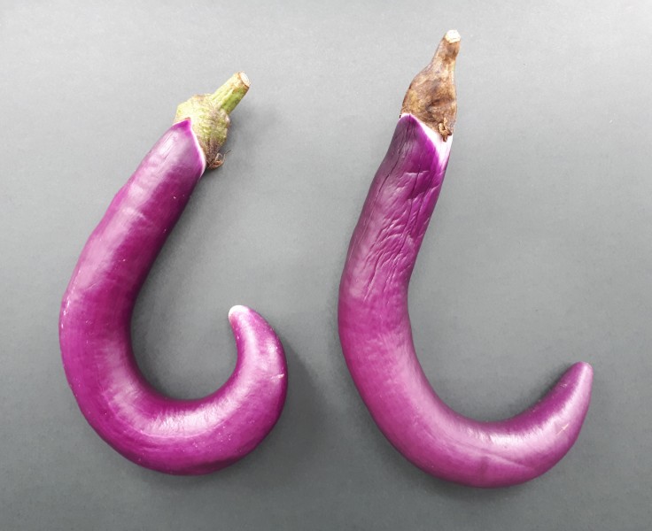 2 x Hook-shaped Orient Charm eggplant 2017