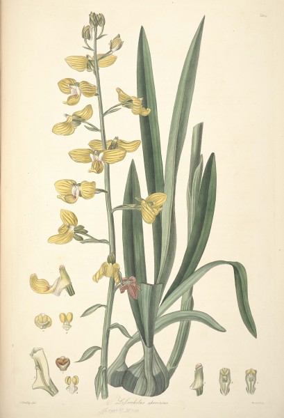 31 Lissochilus speciosus - John Lindley - Collectanea botanica (1821)
