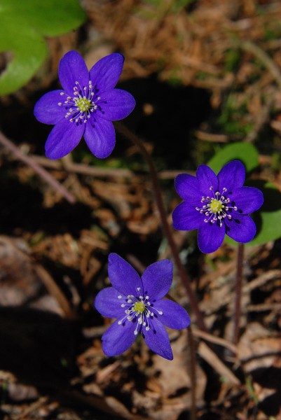 3 Hepatica nobilis