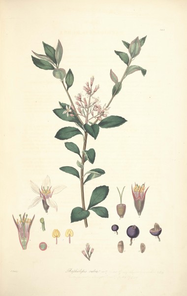 3 Raphiolepis ruba - John Lindley - Collectanea botanica (1821)