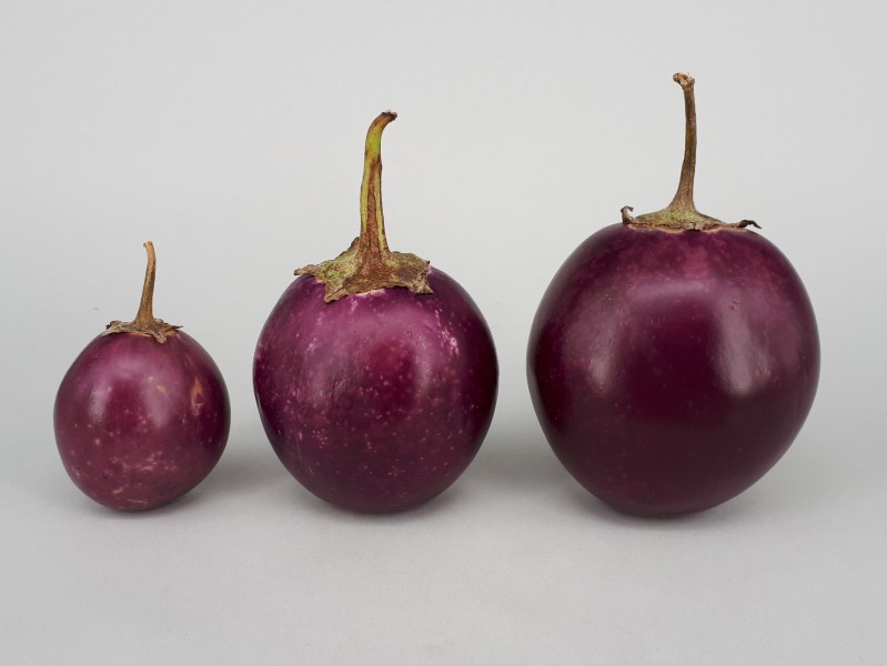 3 x Ratna eggplant 2017 A1