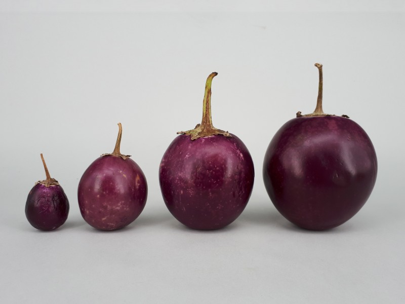 4 x Ratna eggplant 2017 A