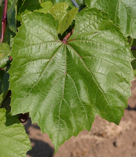 5BB Blatt