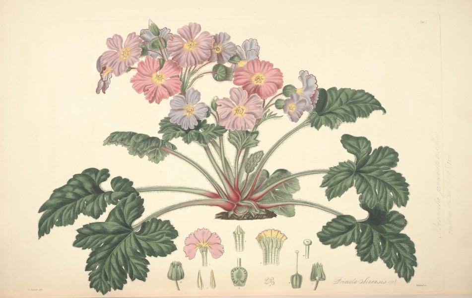 7 Primula sinensis - John Lindley - Collectanea botanica (1821)
