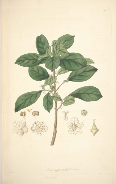 9 Securinega nitiga - John Lindley - Collectanea botanica (1821)