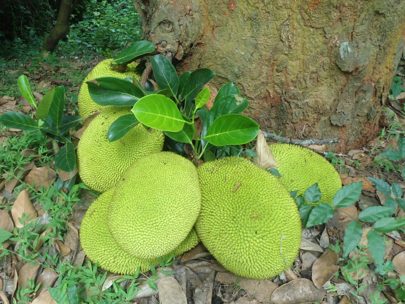 (Artocarpus heterophyllus) Jack fruits on Simhachalam Hills 01