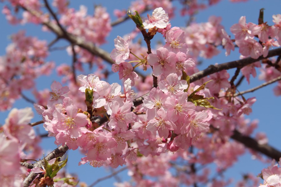 'Kawazu-zakura' 2012