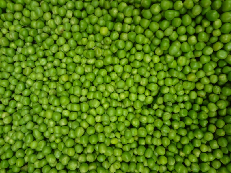 (Pisum sativum), A pea is a most commonly green