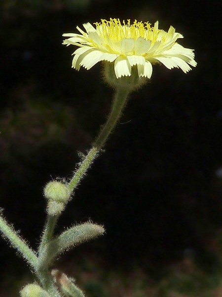 A.integrifolia-cap.-1