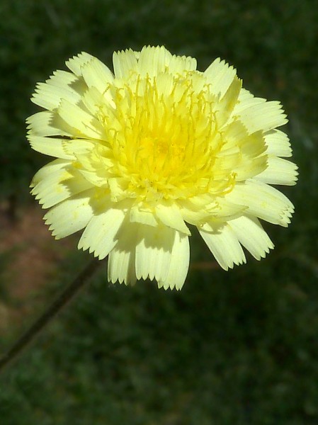 A.integrifolia-cap.-3a
