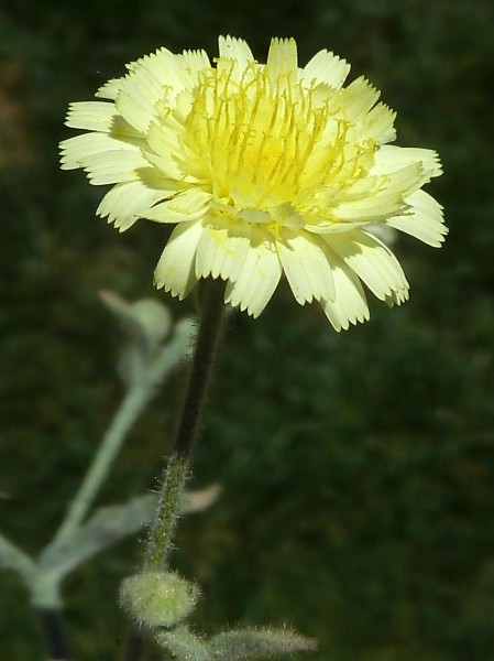 A.integrifolia-cap.-3g