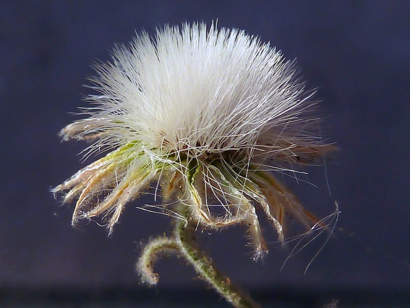 A.integrifolia-cap.-5e