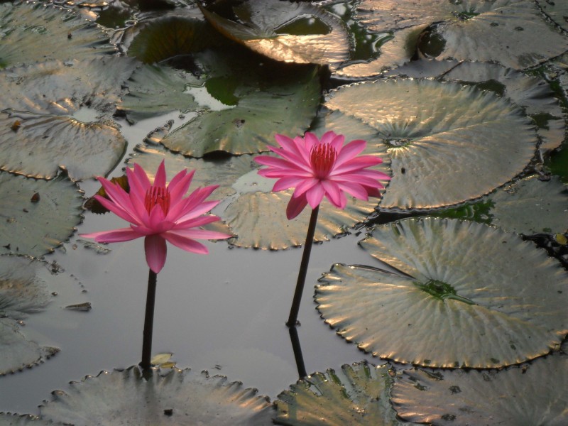 জাতীয় ফুল শাপলা