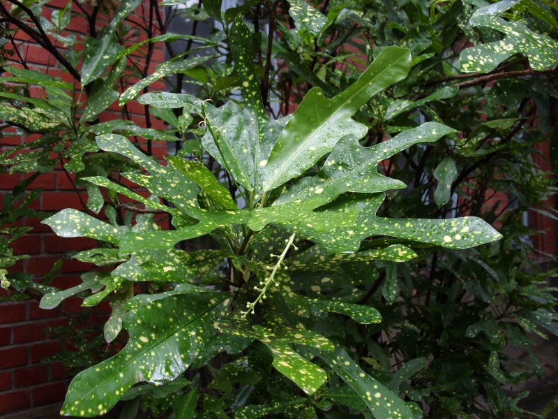 厦门鼓浪屿的热带植物