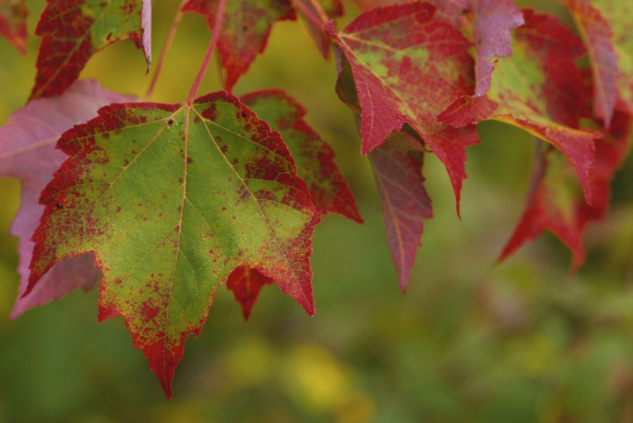 A group of stunning maple leaves