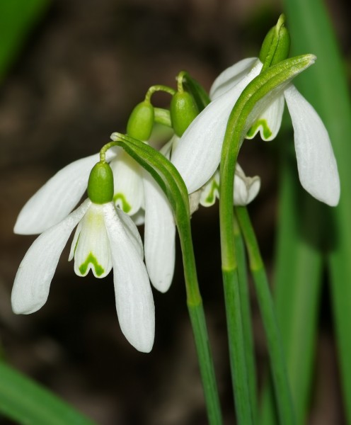 Śnieżyczka przebiśnieg 06