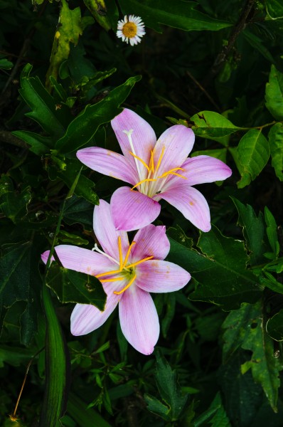 A pair of beautiful rosepink zephyr lily or pink rain lily in full bloom - Zephyranthes carinata