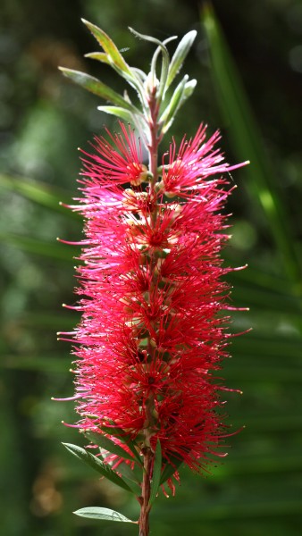 Árbol del cepillo (Callistemon citrinus), Jardín Botánico, Múnich, Alemania 2012-04-21, DD 01