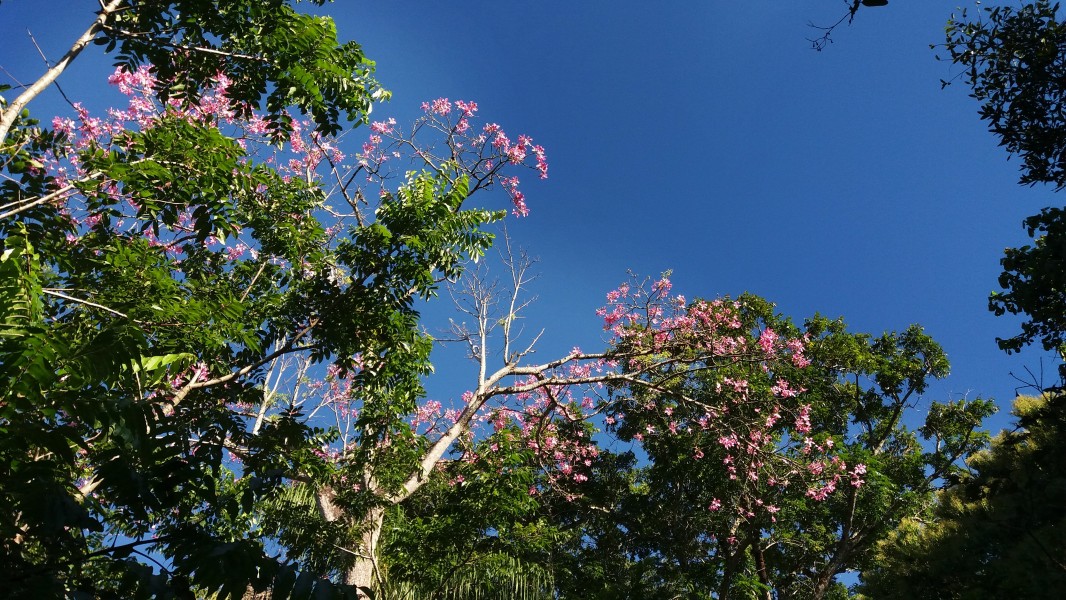 Árvores são vida