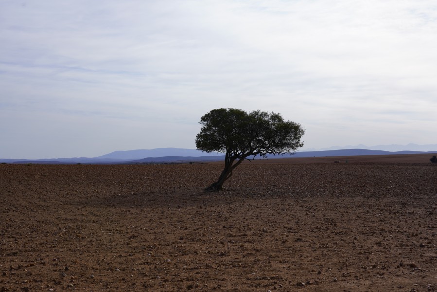 A tree near Zebra, Oudtshoorn
