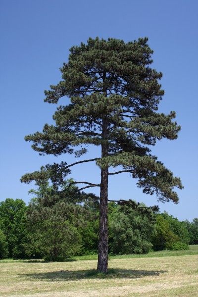 Świerklaniec pinus nigra 12.06.2010 p