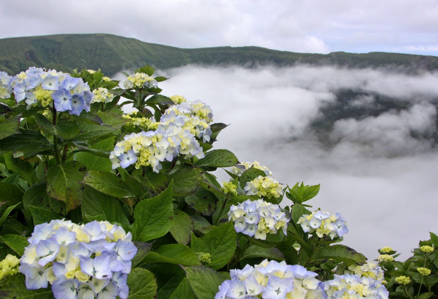 Açores 2010-07-23 (5154698413)