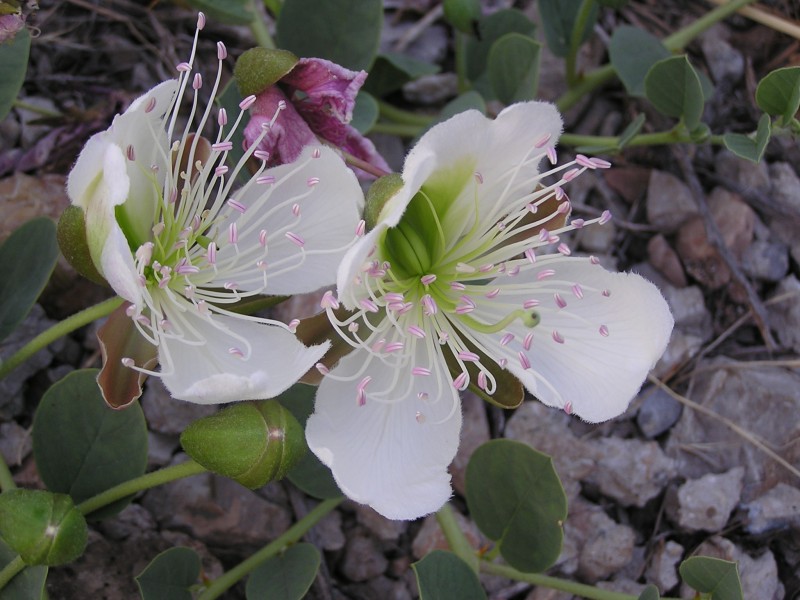 Ab plant 104