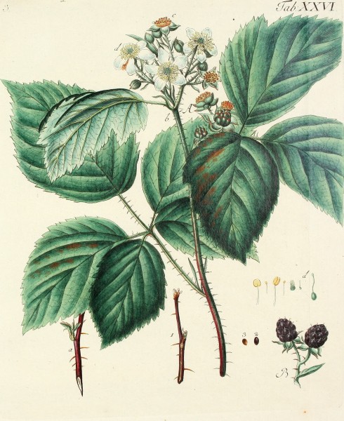 Abbildung der wilden Bäume, Stauden und Buschgewächse, welche nicht nur mit Farben nach der Natur vorgestellet, sondern auch kurz und gründlich beschrieben werden (1767) (14576750349)