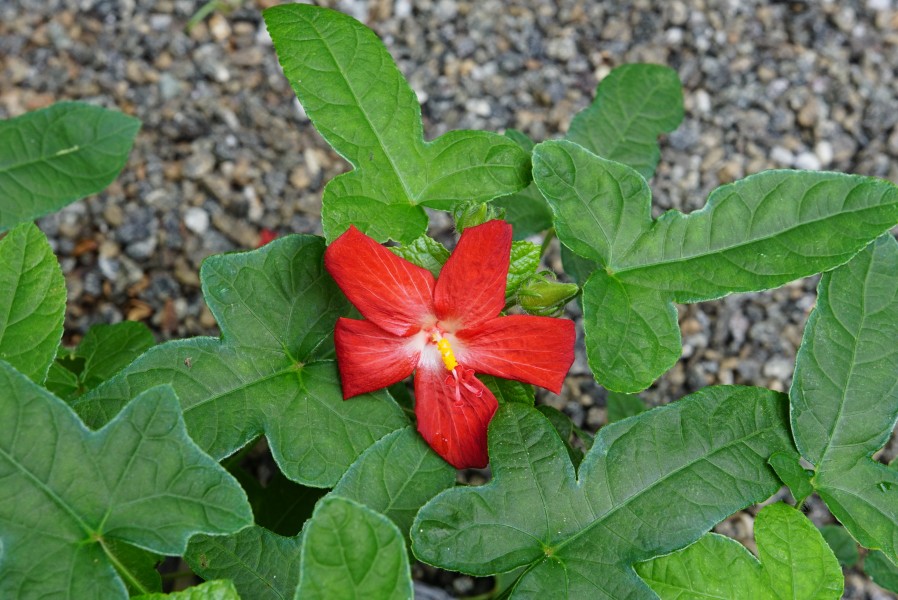 Abelmoschus sagittifolius 00755