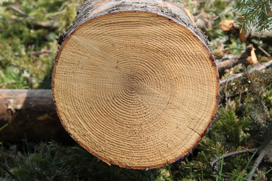 Abies alba cross section Beskid Żywiecki
