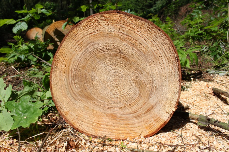 Abies grandis cross section